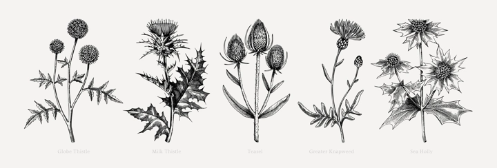 Vector botanical illustrations collection. Decorative thistle plant in sketch style. Hand drawn summer flower sketch. Coast wildflower drawing isolated on white background. Floral design element.